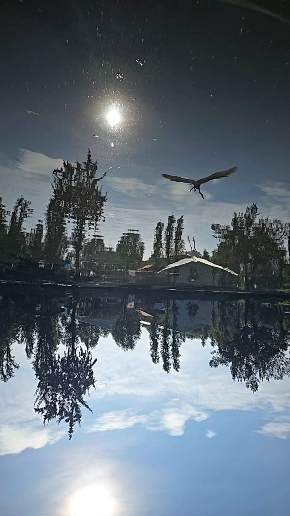 Ave en vuelo sobre el reflejo de los ahuejotes en el agua